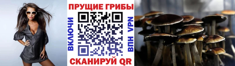 дарнет шоп  Ивангород  Галлюциногенные грибы Cubensis 